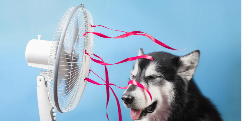 Dog standing in front of electrical fan to cool down. How to protect pets from electrical hazards.