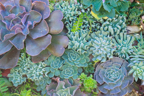 Xeriscaping - Use Succulents as a great alternative.