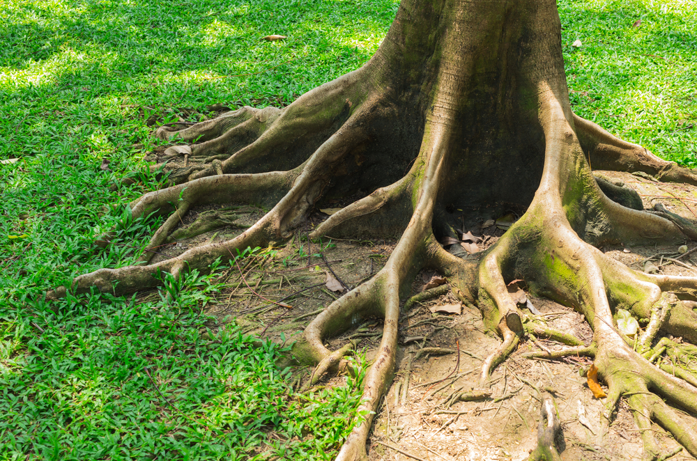 Keeping Your Home Safe From Tree Roots Mike Diamond Services